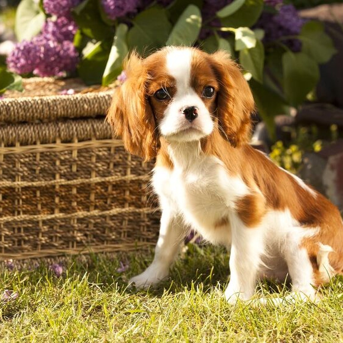 Daisy, Cavalier King Charles Spaniel