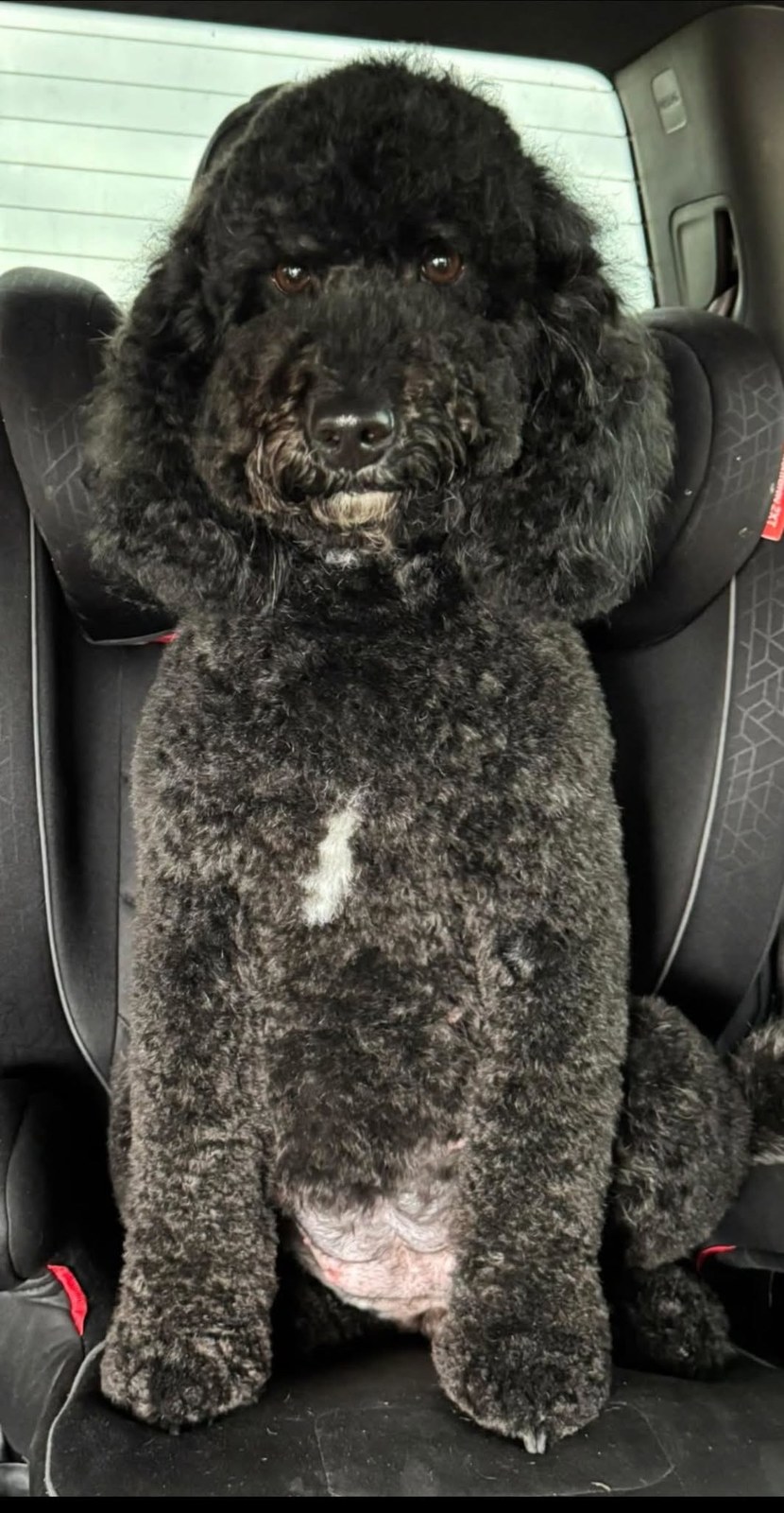 Gypsy, Mini Bernedoodle dame