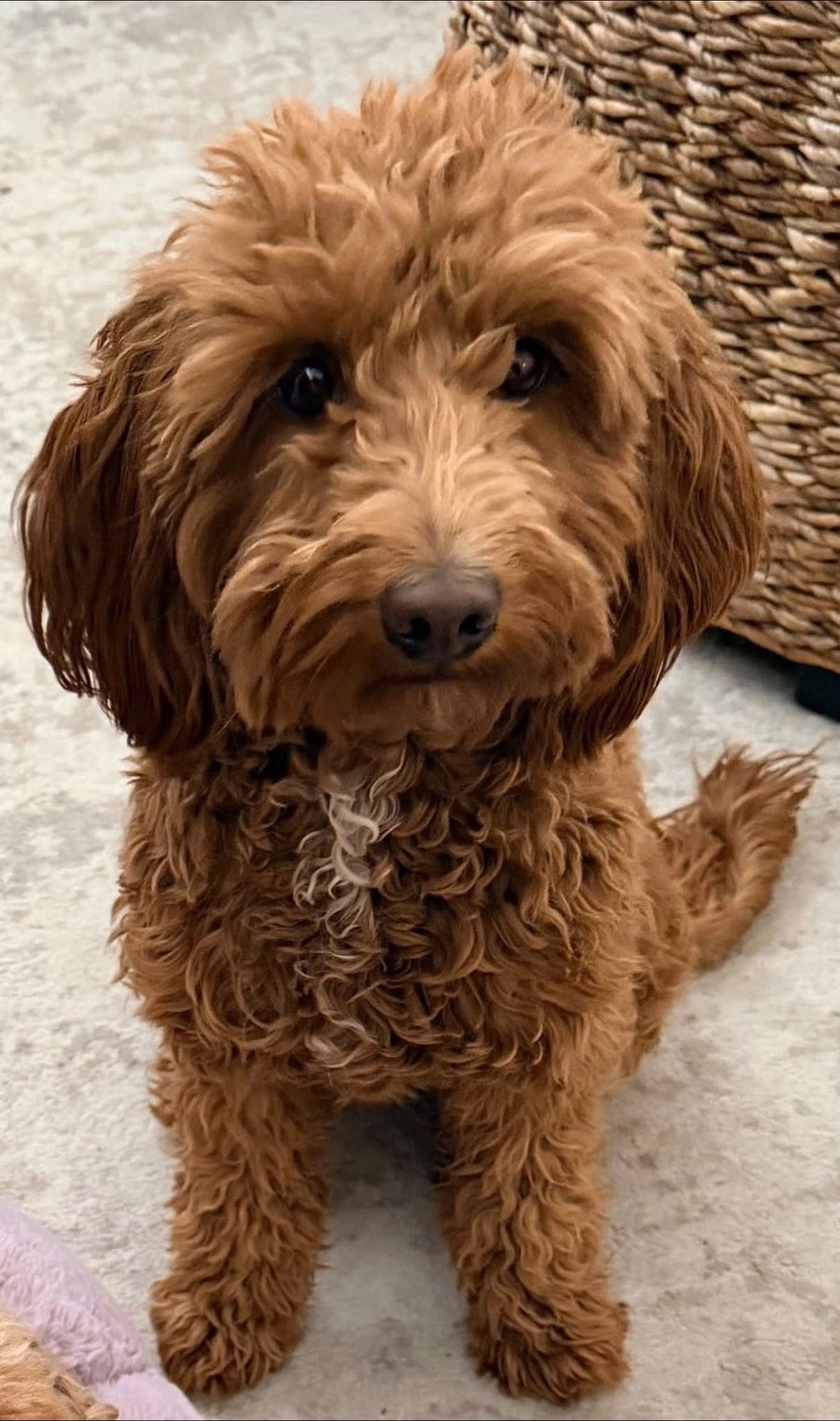 Hazel, Mini Goldendoodle dame