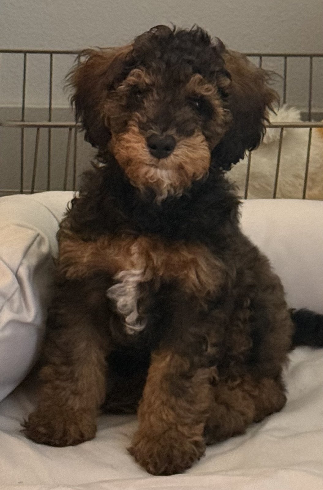 Goose, 18 lbs, puppy from Gypsy’s past litter