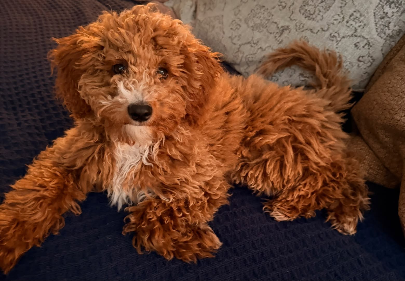 Sample puppy from Hazel’s past litter