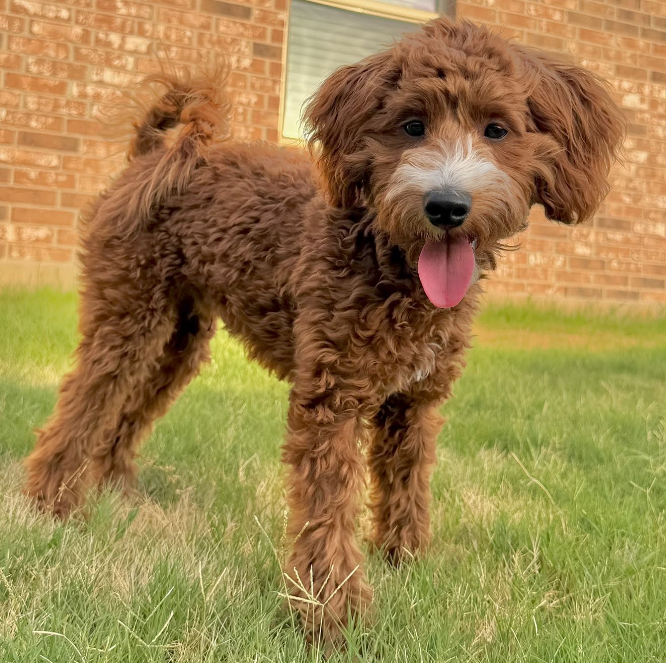 Sample puppy from Hazel’s past litter