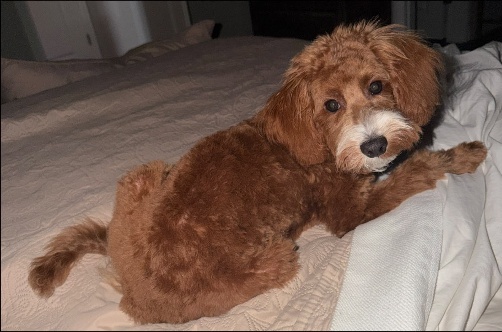 Sample puppy from Hazel’s past litter