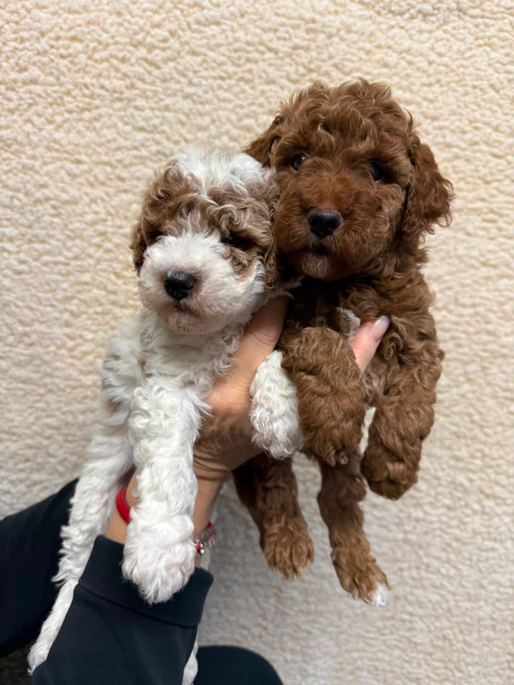 Curly apricot puppy from Penny’s litter on green turf