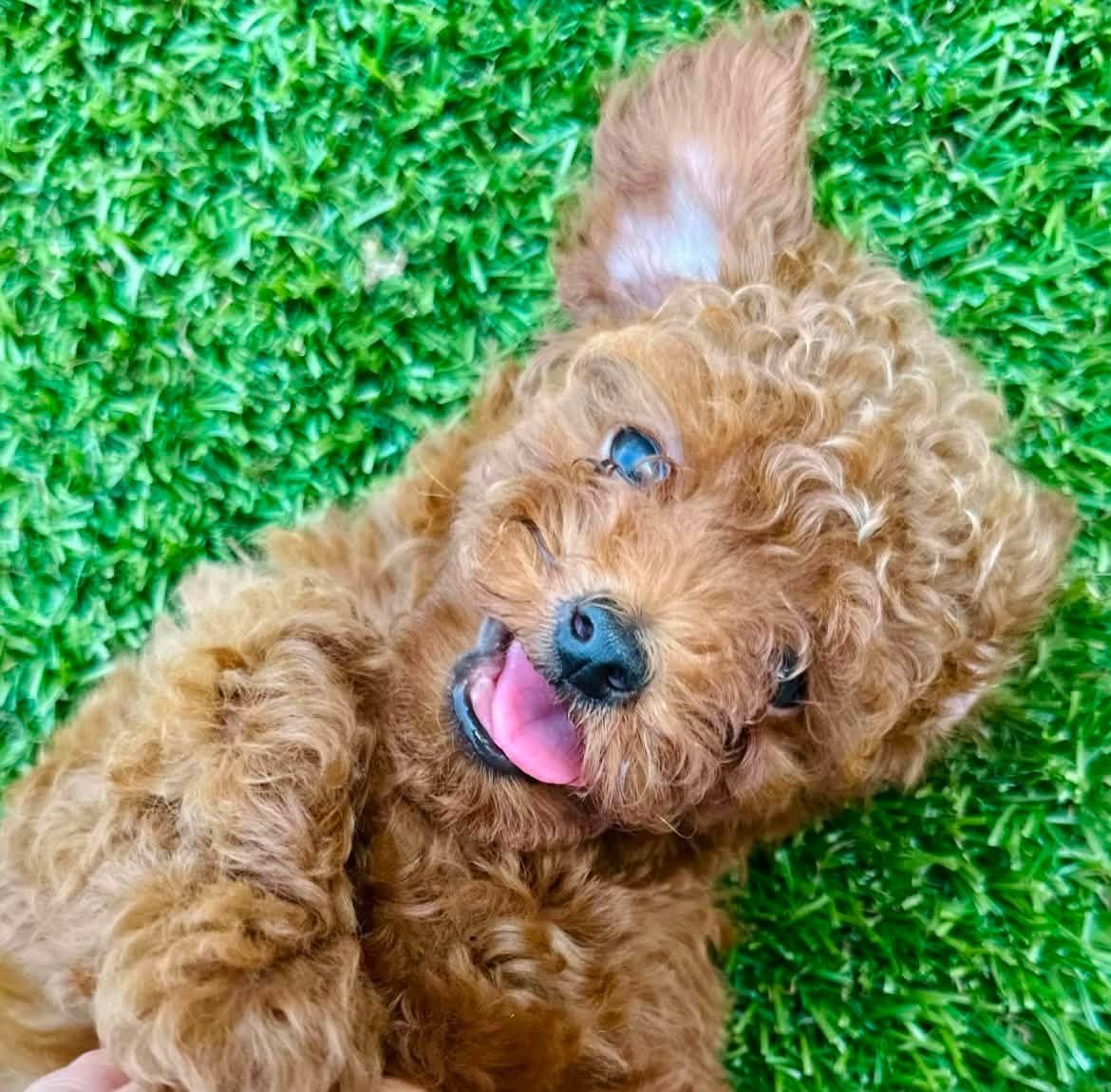 Two curly puppies from Penny’s litter held up together