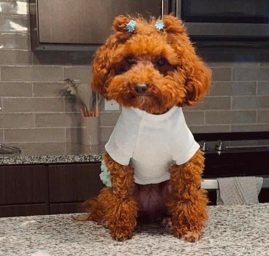 Curly apricot puppy from Penny’s litter on the kitchen counter in a white shirt with blue flower clips