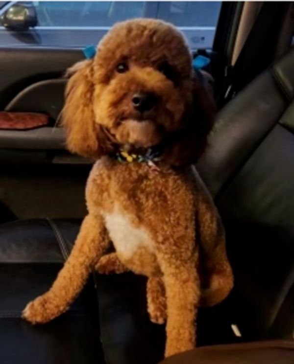 Penny, Mini Goldendoodle dame — dark red with white tips on the feet and chest