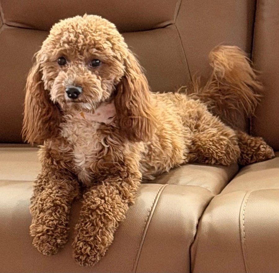 Rooby, Micro Mini Goldendoodle dame